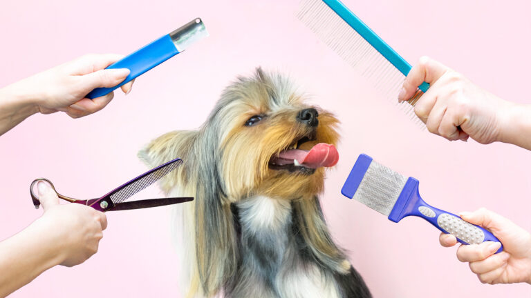 Köpeğiniz İçin Mükemmel Tıraş Deneyimi